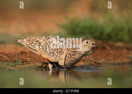 Schwarzbäuchigen Sandgrouse Pterocles Orientalis trinken am Pool Belchite, Aragon, Spanien Juli Stockfoto