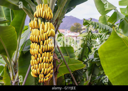 Bananenbaum mit einem Bündel von wachsenden Reife gelbe Bananen Plantage in Funchal, Madeira Insel, Portugal Stockfoto