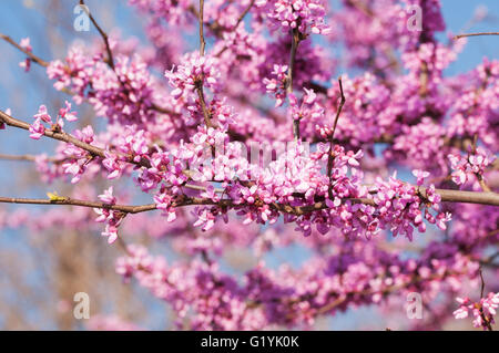 Zweige voll von rosa Blütentrauben am östlichen Redbud Baum im Frühling Stockfoto