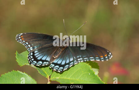 Red-spotted lila Admiral Schmetterling ruht auf einem Rosenblatt im Sommergarten Stockfoto