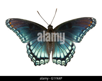 Red Spotted lila Admiral, Limenitis Arthemis Astyanax, schöne blaue Schmetterling isoliert auf weiss Stockfoto