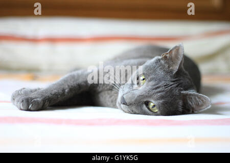 Eine Korat-Katze. Stockfoto