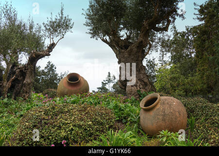 zwei alte Keramik-Vasen und Olivenbaum in tropischen Garten in Funcahl auf der portugiesischen Insel madeira Stockfoto