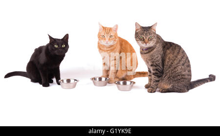 Drei Katzen sitzen hinter ihre Futternäpfe, Abendessen, auf weißen warten Stockfoto