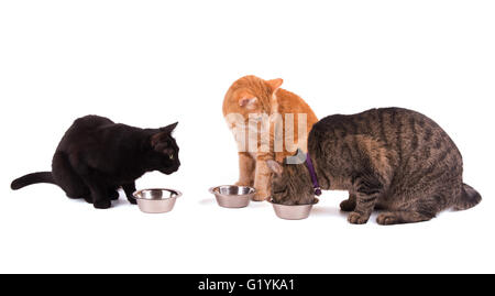 Drei Katzen an ihre Futternäpfe, eine Essen und zwei andere beobachtete sie, auf weiß Stockfoto