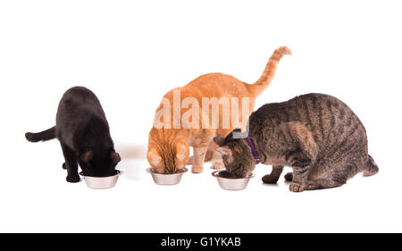 Drei Katzen Essen aus ihren Schalen, auf weiß Stockfoto