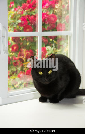 Schwarze Katze sitzt vor ein weißes Fenster mit Rosen dahinter Stockfoto