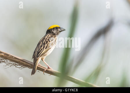 Gestreift Weaver thront, Ploceus Manyar. Der gestreift Weber ist eine Art von Webervogel in Südasien gefunden. Diese sind nicht als c Stockfoto