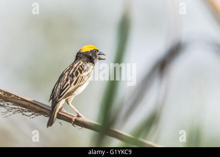 Gestreift Weaver thront, Ploceus Manyar. Der gestreift Weber ist eine Art von Webervogel in Südasien gefunden. Diese sind nicht als c Stockfoto