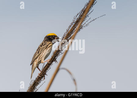 Gestreift Weaver thront, Ploceus Manyar. Der gestreift Weber ist eine Art von Webervogel in Südasien gefunden. Diese sind nicht als c Stockfoto