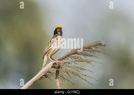 Gestreift Weaver thront, Ploceus Manyar. Der gestreift Weber ist eine Art von Webervogel in Südasien gefunden. Diese sind nicht als c Stockfoto