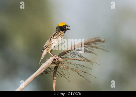 Gestreift Weaver thront, Ploceus Manyar. Der gestreift Weber ist eine Art von Webervogel in Südasien gefunden. Diese sind nicht als c Stockfoto