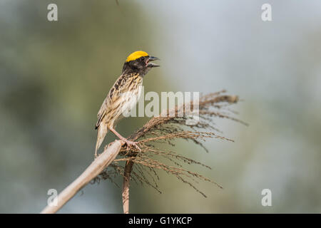 Gestreift Weaver thront, Ploceus Manyar. Der gestreift Weber ist eine Art von Webervogel in Südasien gefunden. Diese sind nicht als c Stockfoto