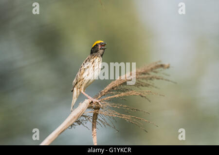 Gestreift Weaver thront, Ploceus Manyar. Der gestreift Weber ist eine Art von Webervogel in Südasien gefunden. Diese sind nicht als c Stockfoto