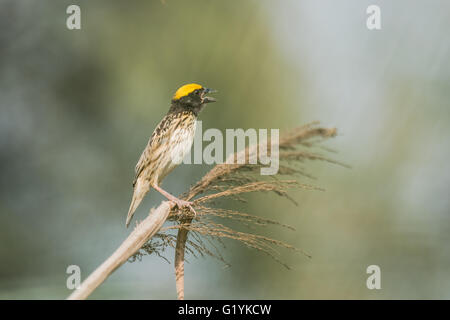 Gestreift Weaver thront, Ploceus Manyar. Der gestreift Weber ist eine Art von Webervogel in Südasien gefunden. Diese sind nicht als c Stockfoto