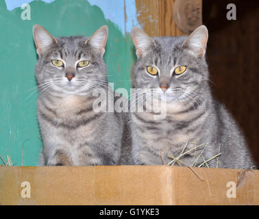 Zwei blaue Tabby-Katzen sitzen in einer box Stockfoto