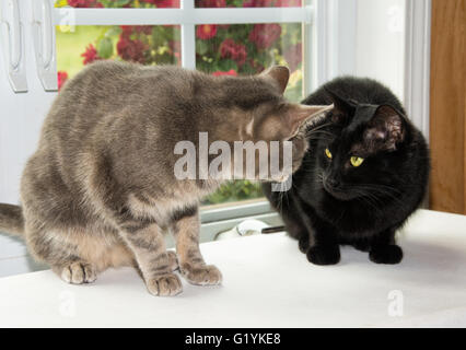 Zwei Katzen sahen einander verdächtig, vor einem Fenster Stockfoto