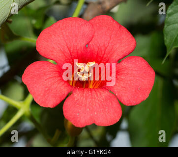 Leuchtend rote Trompete Creeper, Campsis Radicans, blühen im Sommer Stockfoto