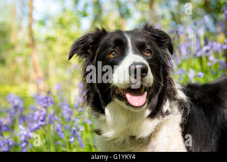 Border-Collie lächelnd an einem sonnigen Frühlingstag. Hintergrund der Glockenblumen und viel Grün. Stockfoto