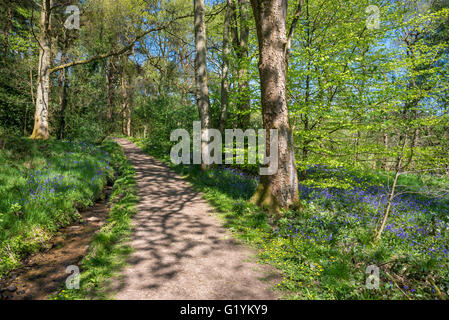 Sonnigen Frühlingstag im Etherow Country Park in der Nähe von Stockport, England. Gefleckte Sonnenlicht auf dem Weg in den Wald. Stockfoto