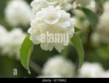 Japanischer Schneeball Strauch, Viburnum Plicatum F. Hornkraut "Steril". Weißen Lacecap-ähnlichen Blüten Strauch in Familie Adoxaceae Stockfoto