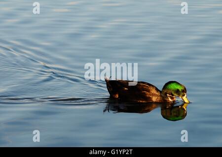 Die anmutige Stockente! Stockfoto