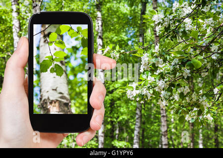 Saison Konzept - naturalistische Fotografien junge grüne Blätter der Birken im grünen Frühlingswald auf smartphone Stockfoto