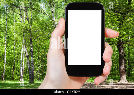 Saison Konzept - Bildschirm w naturalistische Fotografien Eiche und Birke Bäume in Waldlichtung in Sommertag am Smartphone mit ausgeschnitten. Stockfoto