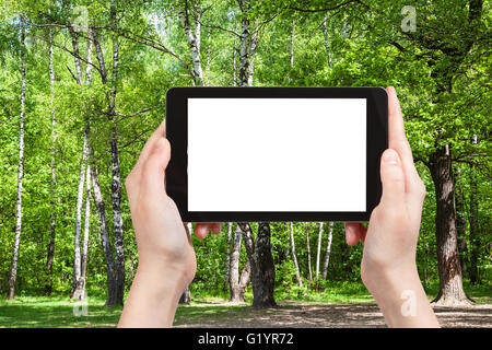 Saison Konzept - Platziere naturalistische Fotografien Eiche und Birke Bäume im grünen Wald auf Tablet-pc mit Bildschirm mit leeren ausgeschnitten fo Stockfoto