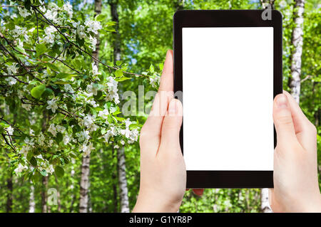 Saison Konzept - naturalistische Fotografien, Kirschblüten und Birken im Frühlingswald auf Tablet-pc mit ausgeschnittenen Bildschirm mit b Stockfoto