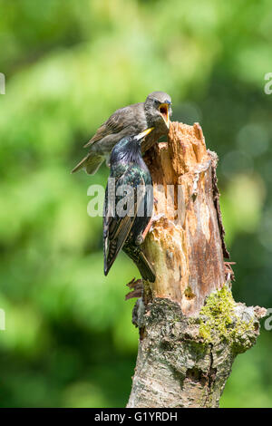 Ein Erwachsener gemeinsame Starling (Sternus Vulgaris) speist einen bettelnden Jungen während thront auf einem alten Ast. Stockfoto