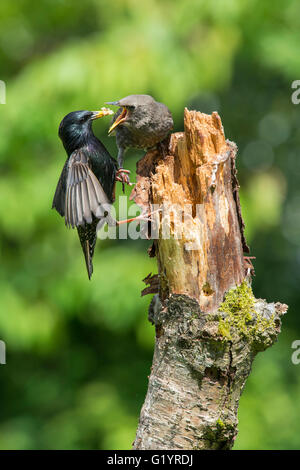 Ein Erwachsener gemeinsame Starling (Sternus Vulgaris) speist einen bettelnden Jungen während thront auf einem alten Ast. Stockfoto