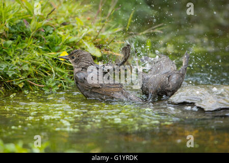 Ein paar gemeinsame Starling Jungvögel genießen ein Bad im Gartenteich. Stockfoto