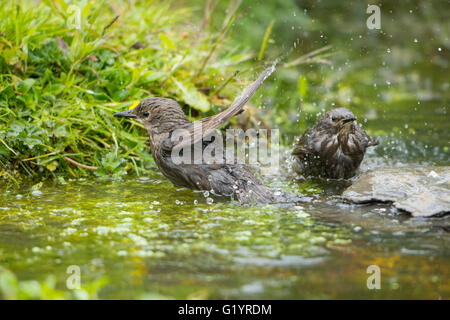 Ein paar gemeinsame Starling Jungvögel genießen ein Bad im Gartenteich. Stockfoto