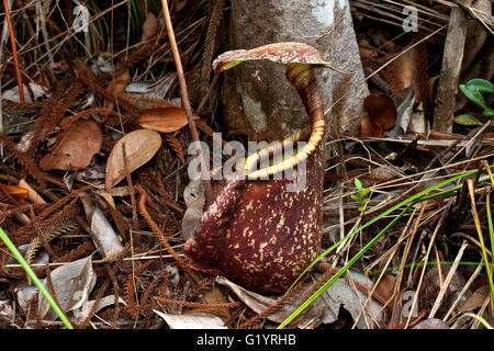 Die Kannenpflanze. Sarawak, Borneo, Ostmalaysia. Stockfoto