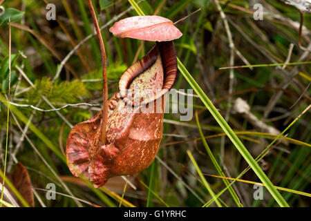 Kannenpflanze. Sarawak, Borneo, Ostmalaysia Stockfoto