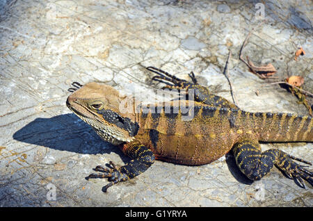 Australian Eastern Water Dragon sonnen sich auf einem Felsen Stockfoto