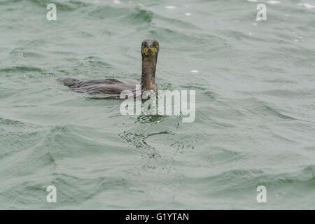 Kormoran (Phalacrocorax Carbo) Schwimmen im Meer. Stockfoto