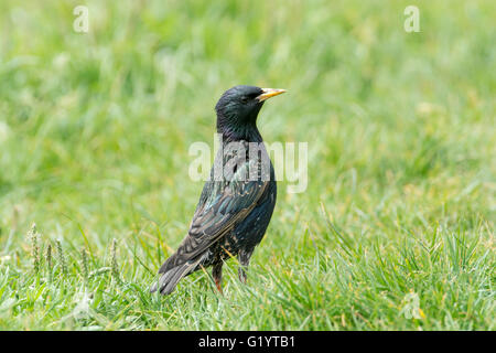 Star (Sturnus Vulgaris) im Grünland auf Nahrungssuche. Stockfoto