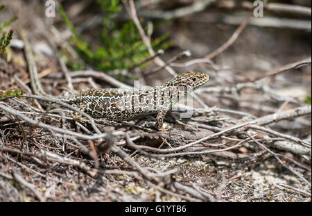 Zauneidechse (Lacerta Agilis), weiblich in Heide. Stockfoto