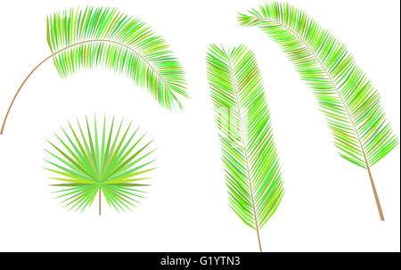 Satz von bunten Palmblättern. Stock Vektor