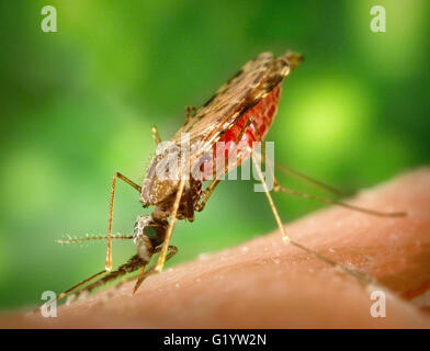 Mosquito Fütterung. Nahaufnahme von einer weiblichen Anopheles-Mücke Albimanus, ein bekannter Träger der Malaria. Stockfoto