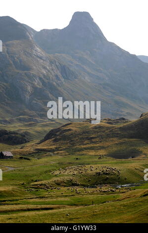 AJAXNETPHOTO. 2015. PYRÉNÉES, FRANKREICH. -GEBIRGE - SCHAFBEWEIDUNG IM SCHATTEN DES COL DU POURTALET NAHE DER GRENZE ZWISCHEN FRANKREICH UND SPANIEN.  FOTO: JONATHAN EASTLAND/AJAX REF: D152307 5779 Stockfoto