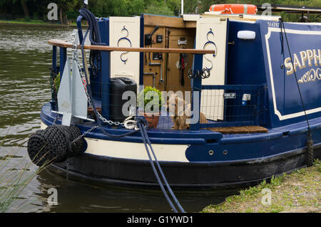 Ironie und Humor! -ein kleiner Hund sitzt "Beware of the Dog"-Zeichen, auf einem Kanalboot vor Anker auf der Themse, Marlow, Buckinghamshire, England. Stockfoto