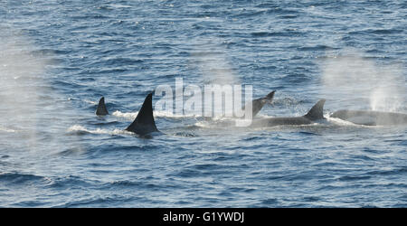 Schwertwale oder Orcas (Orcinus Orca). Typ B Orcas sind. Hoffe Trinity Halbinsel, antarktische Halbinsel, Bay, Antarktis. Stockfoto