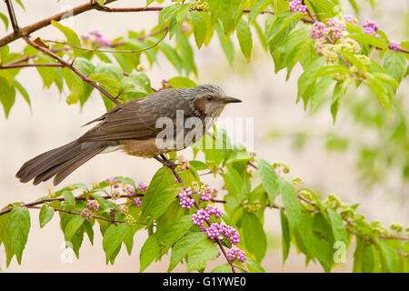 Brown-Schmuckschildkröte Bülbül (Hypsipetes Amaurotis) auf Ast, Seoul, Südkorea Stockfoto