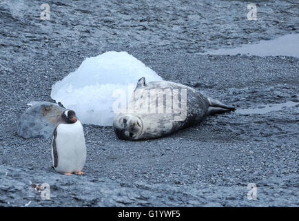 Eine Weddell Dichtung (Leptonychotes Weddellii) liegt an einem steinigen Strand während Gentoo Penguins (Pygoscelis Papua) vorbeigehen. Stockfoto