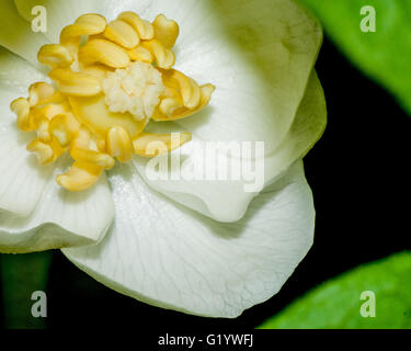 Eine Nahaufnahme Makroaufnahme einer Mayapple Blüte Stockfoto