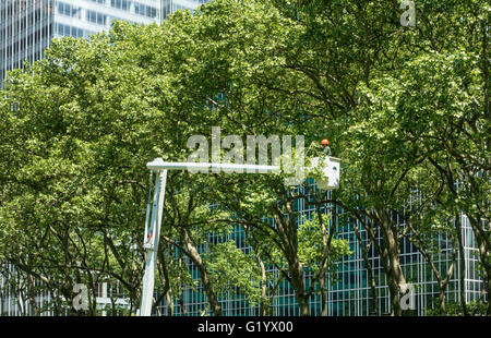 Ein Arbeiter trimmen oder beschneiden Bäume in einem Hubarbeitsbühne Lift im Bryant Park auf der 42nd Street in New York City Stockfoto