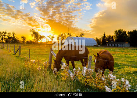 Pferde Essen Wolfsmilch Samen, Taber, Alberta, Kanada Stockfoto